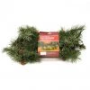 TDC USA INC Holidays 6' Pine Garland With Pine Cones, Berries & 35 Clear Mini-lights